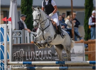 "Miley" Grey Mare All Rounder