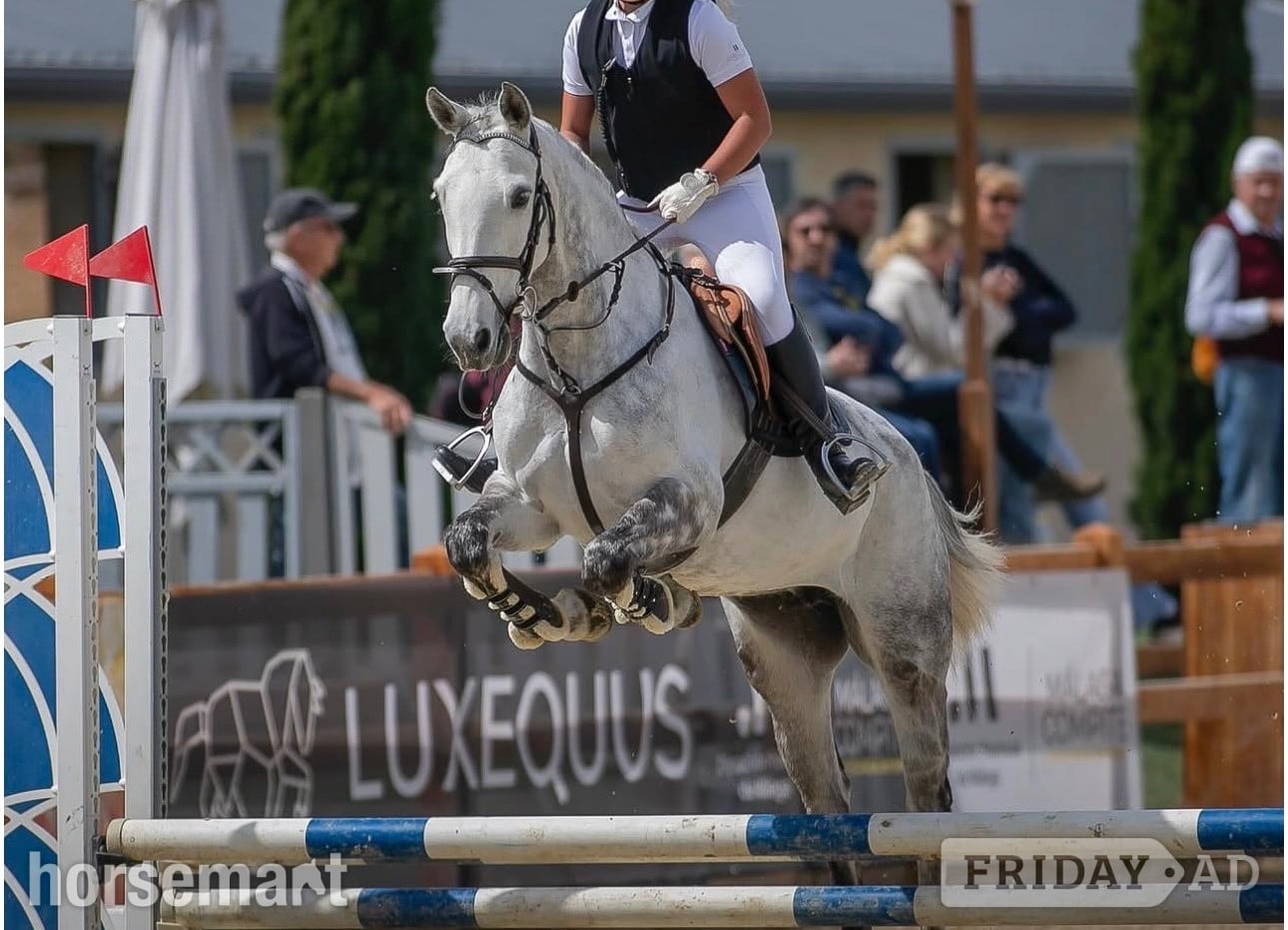 "Miley" Grey Mare All Rounder in Leeds