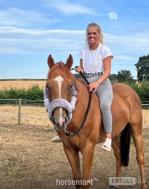 "Gaston (The Young Adonis)" Chestnut Gelding All Rounder in Bedale
