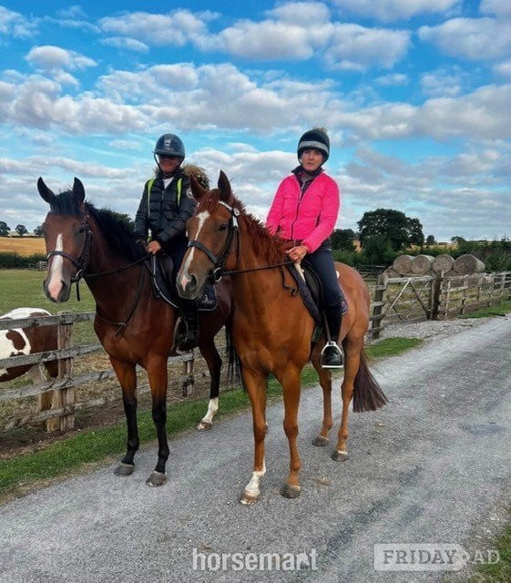 "Gaston (The Young Adonis)" Chestnut Gelding All Rounder