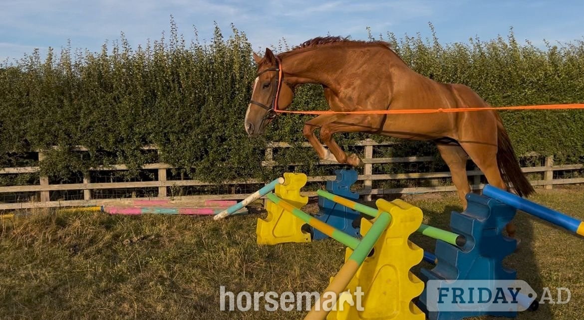 "Gaston (The Young Adonis)" Chestnut Gelding All Rounder - Horses in Bedale