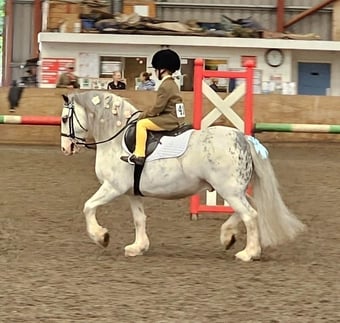 "Blue Brothers Jake " Blue &amp; White Gelding Pony Club Pony