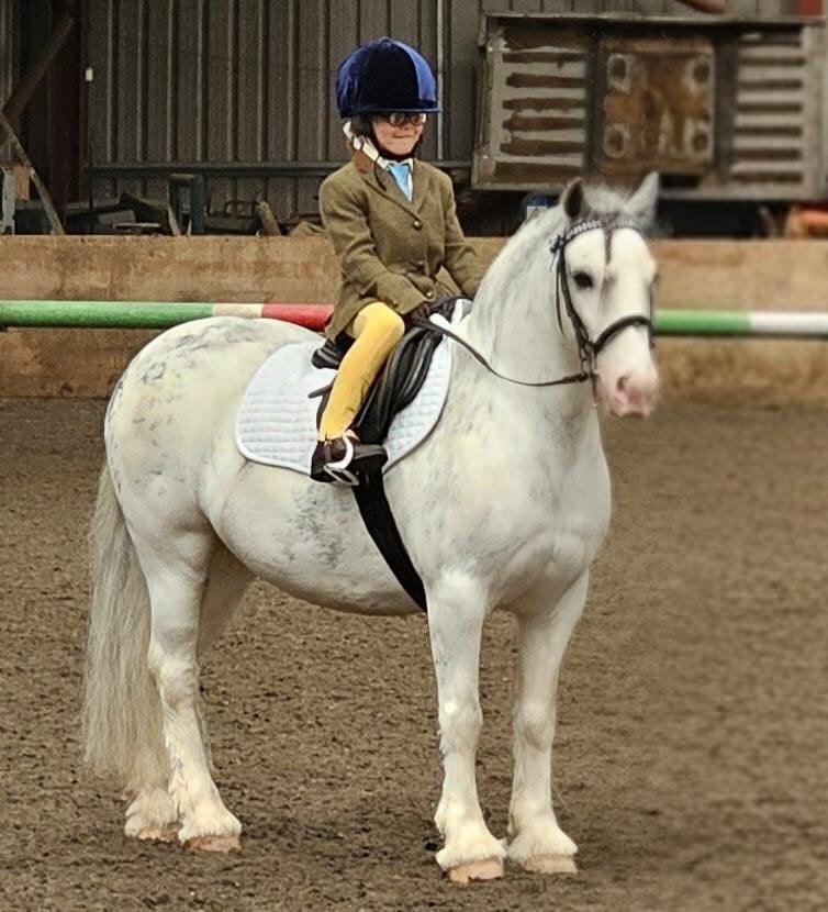 "Blue Brothers Jake " Blue &amp; White Gelding Pony Club Pony