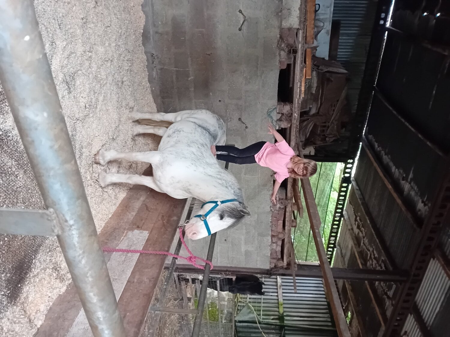 Bridgend "Blue Brothers Jake " Blue &amp; White Gelding Pony Club Pony