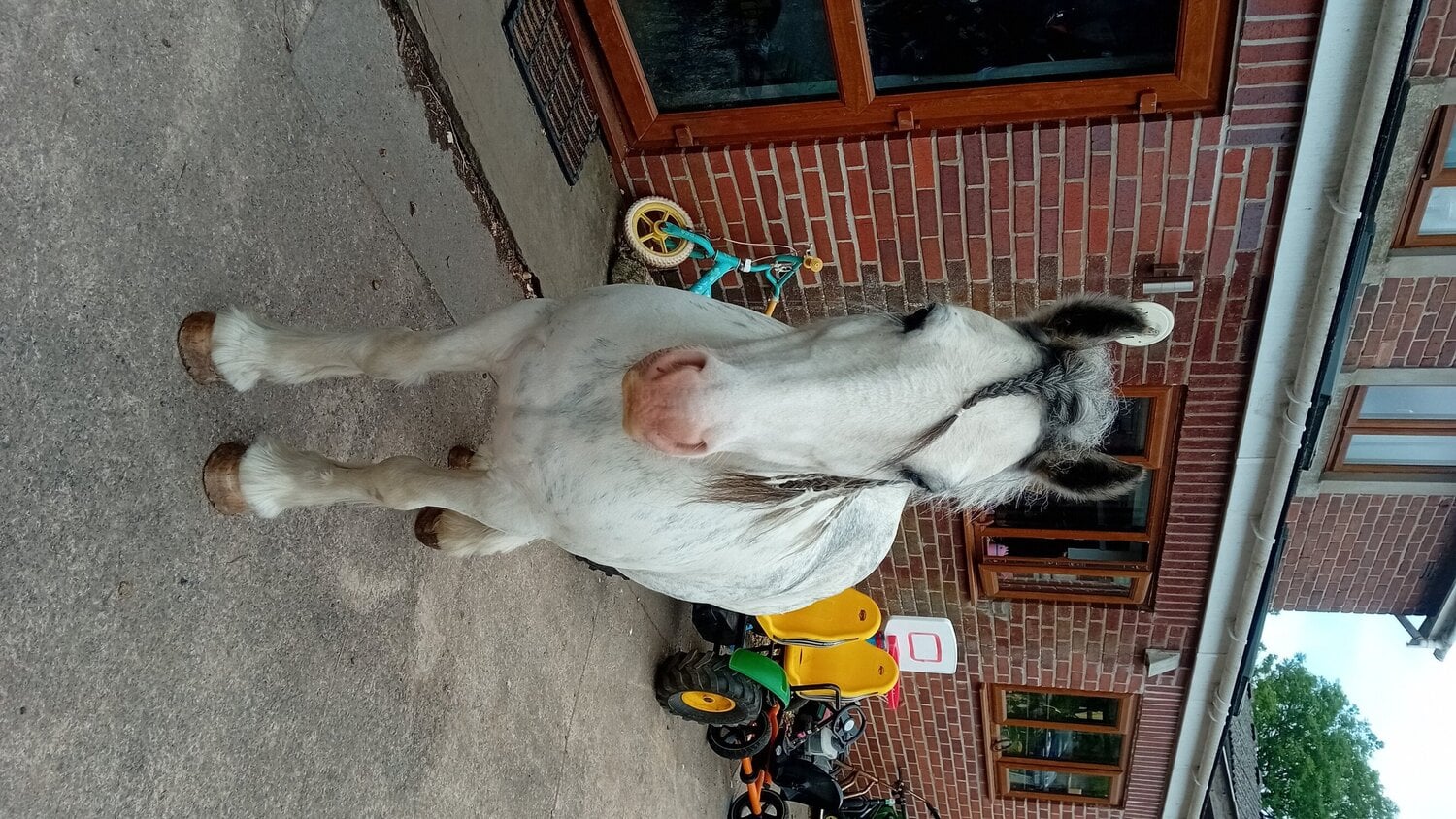 "Blue Brothers Jake " Blue &amp; White Gelding Pony Club Pony - Horses in Bridgend