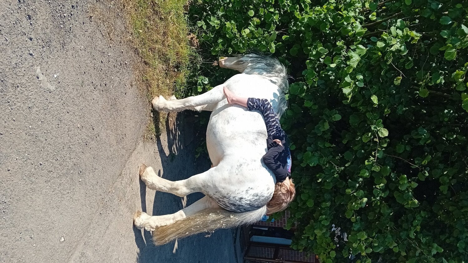 "Blue Brothers Jake " Blue &amp; White Gelding Pony Club Pony - Horses