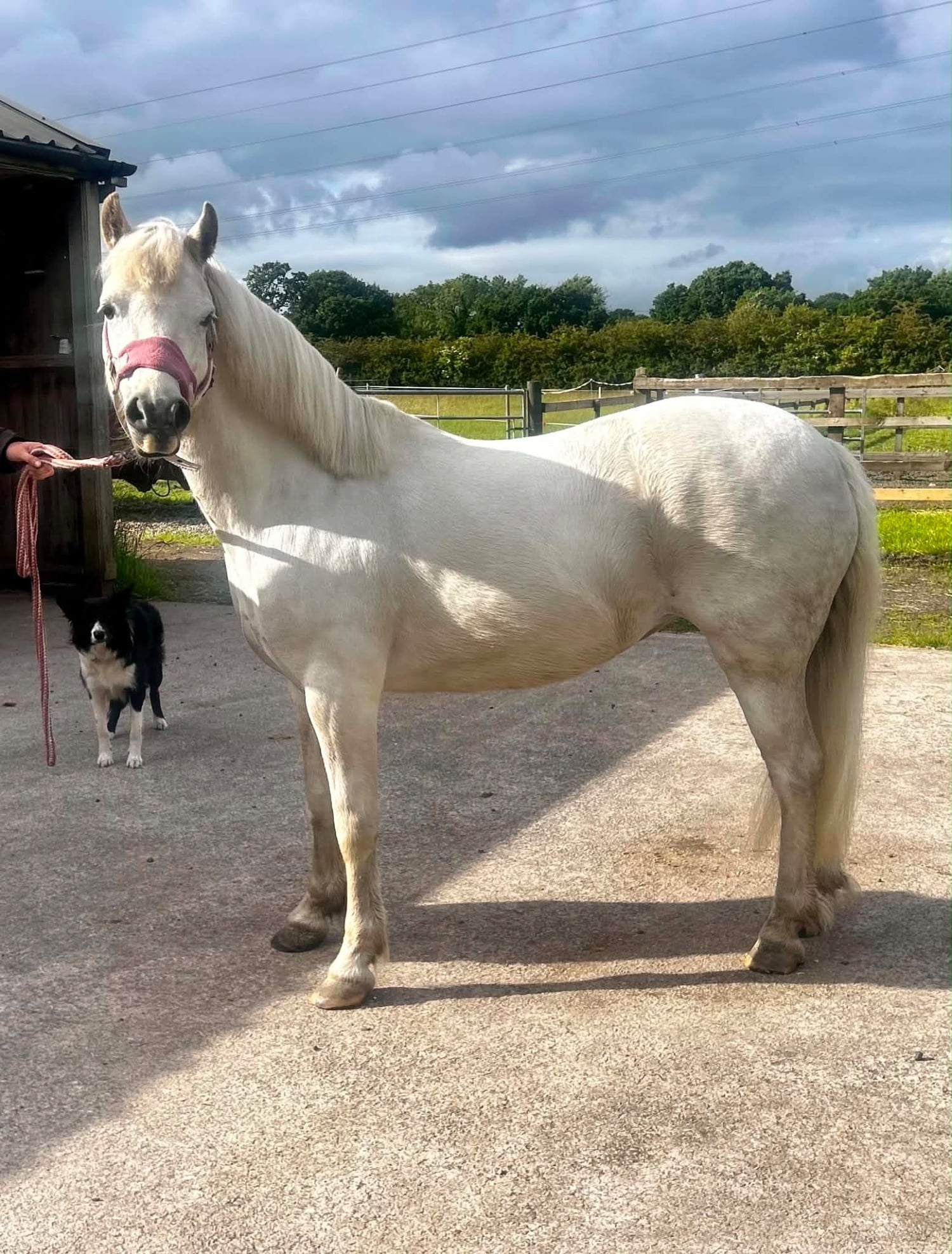 "Missy" Rose Grey Mare Project Horse