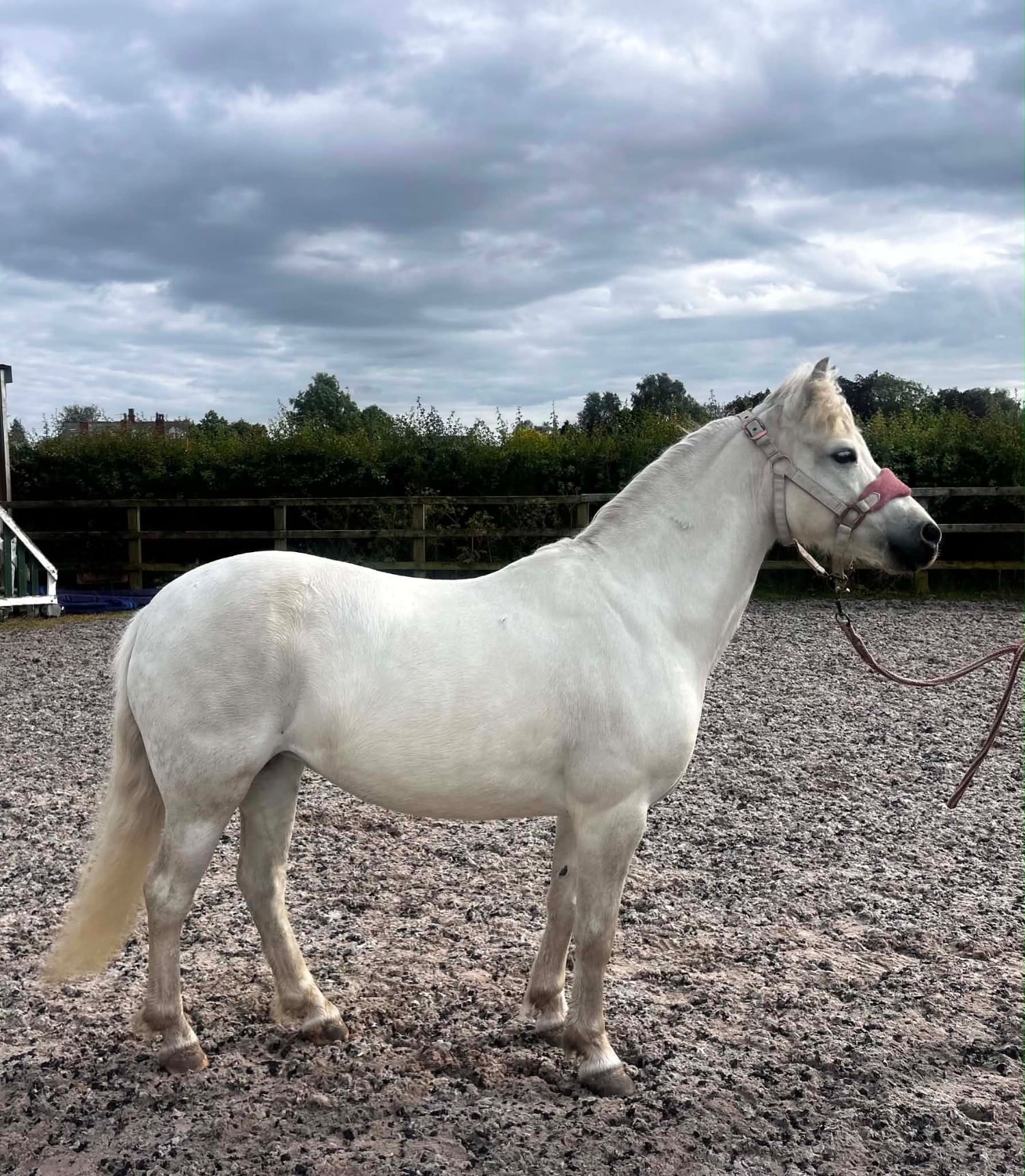 "Missy" Rose Grey Mare Project Horse - Horses in Preston