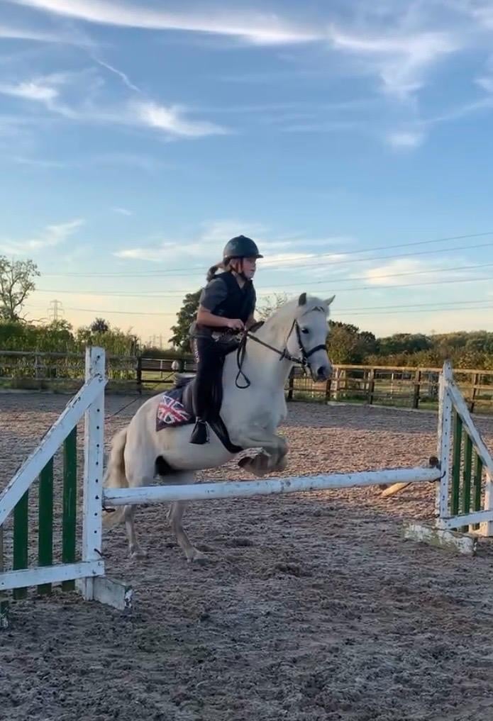 Preston "Missy" Rose Grey Mare Project Horse