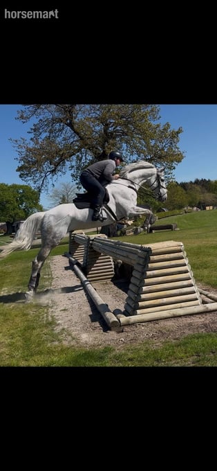 "Arthur " Grey Gelding All Rounder