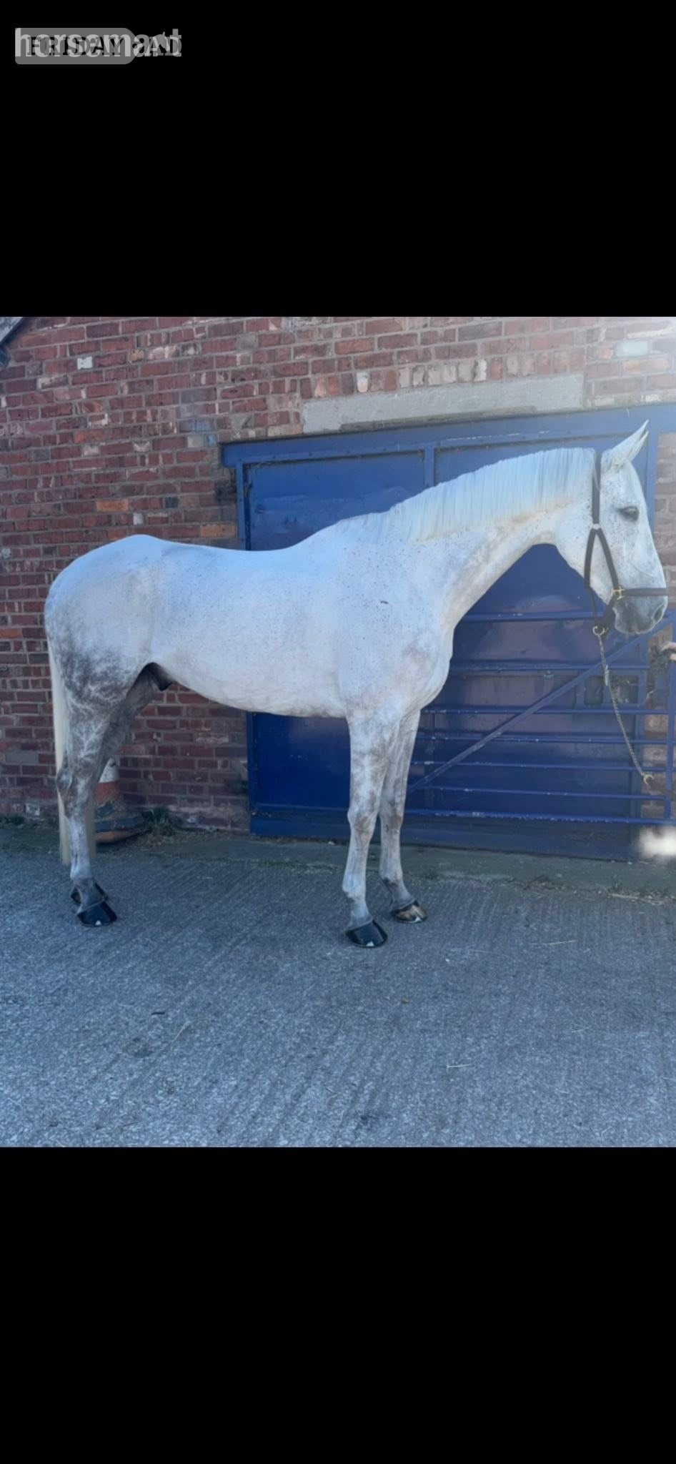 Crewe "Arthur " Grey Gelding All Rounder