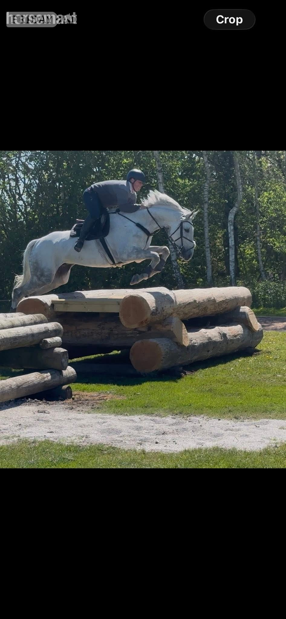 "Arthur " Grey Gelding All Rounder