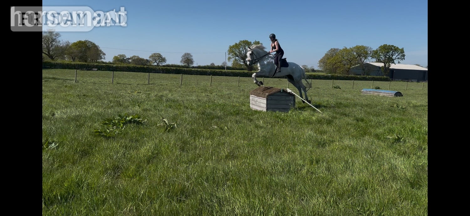 "Arthur " Grey Gelding All Rounder - Horses