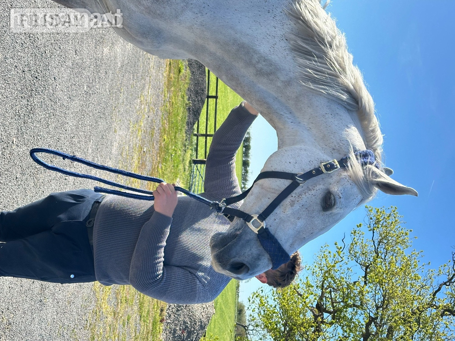 "Arthur " Grey Gelding All Rounder - Horses in Crewe