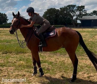 "Prince " Bay Gelding All Rounder