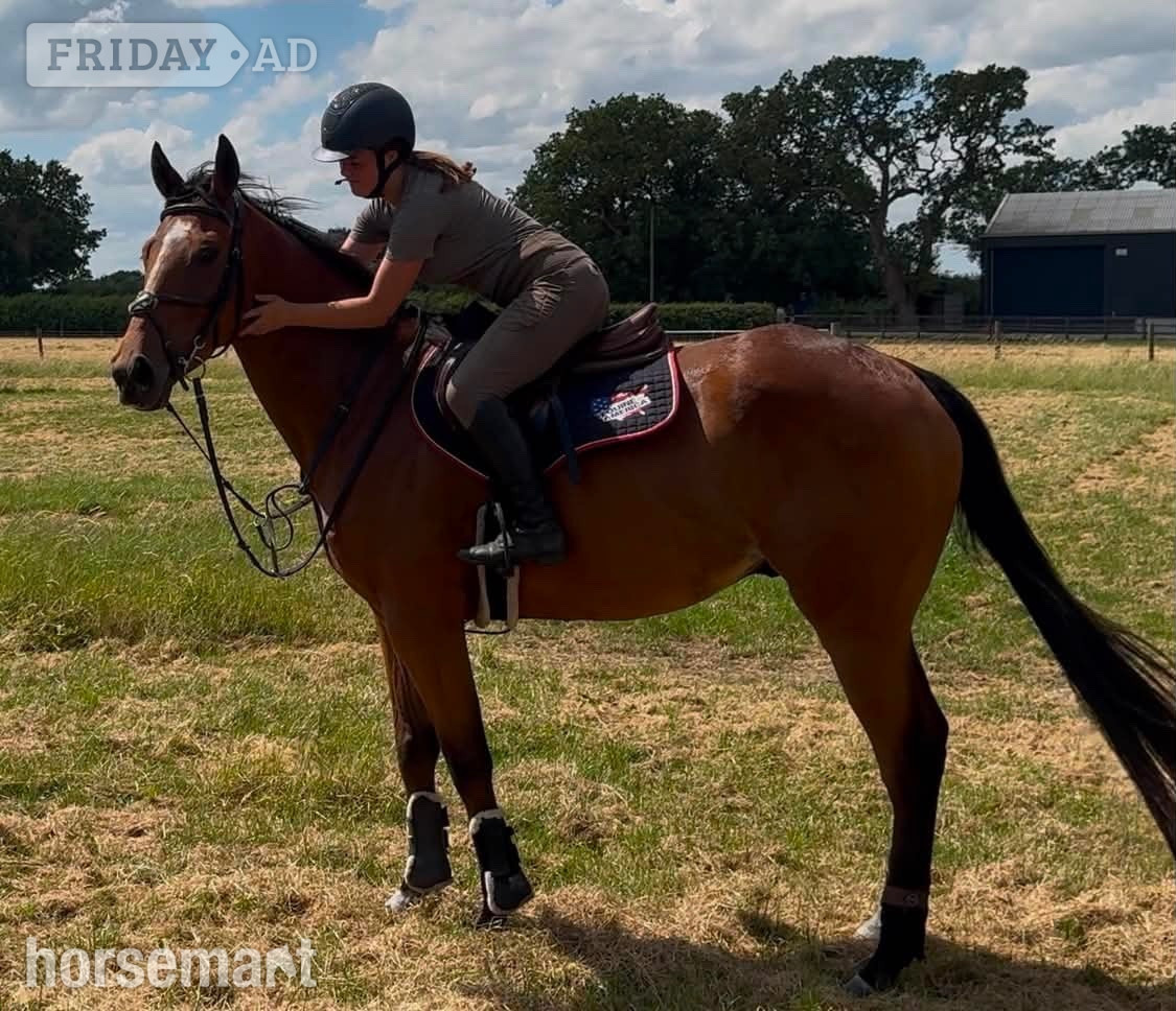 "Prince " Bay Gelding All Rounder in Crewe