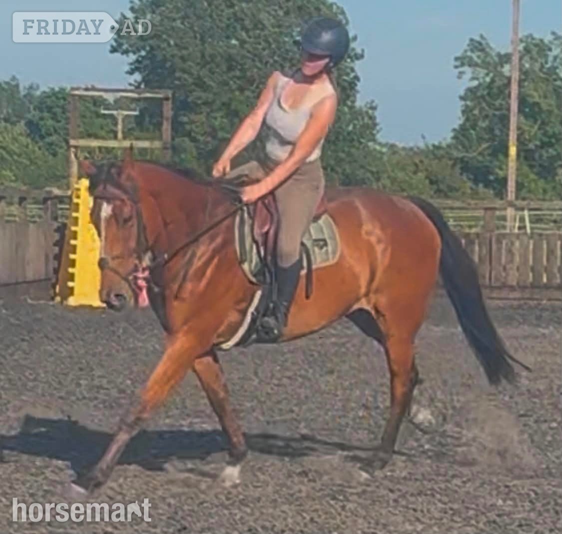 "Prince " Bay Gelding All Rounder