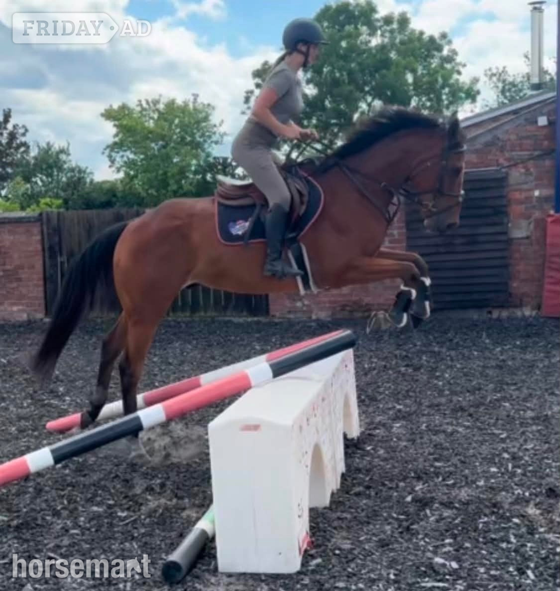 Crewe "Prince " Bay Gelding All Rounder