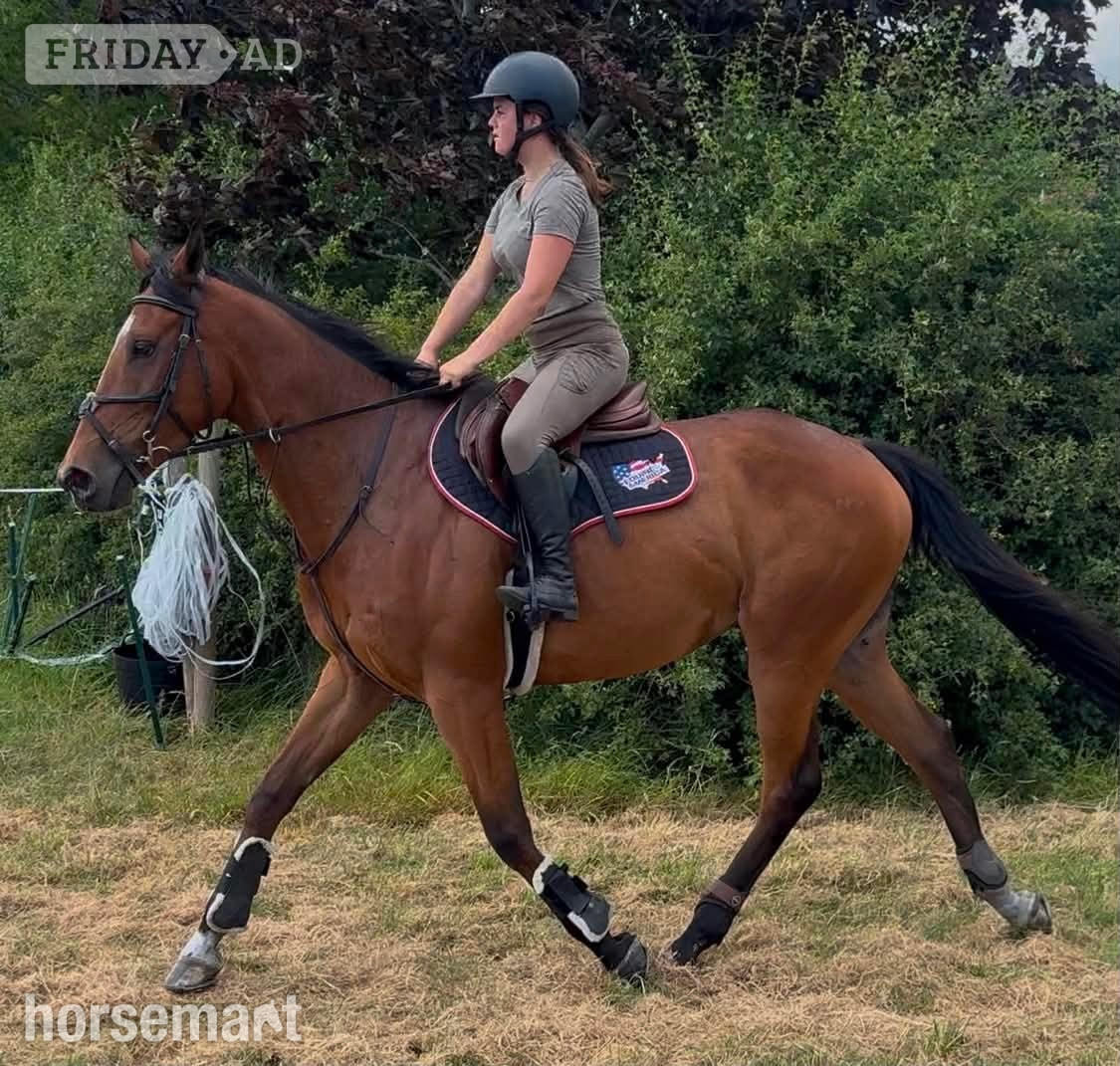 "Prince " Bay Gelding All Rounder - Horses in Crewe