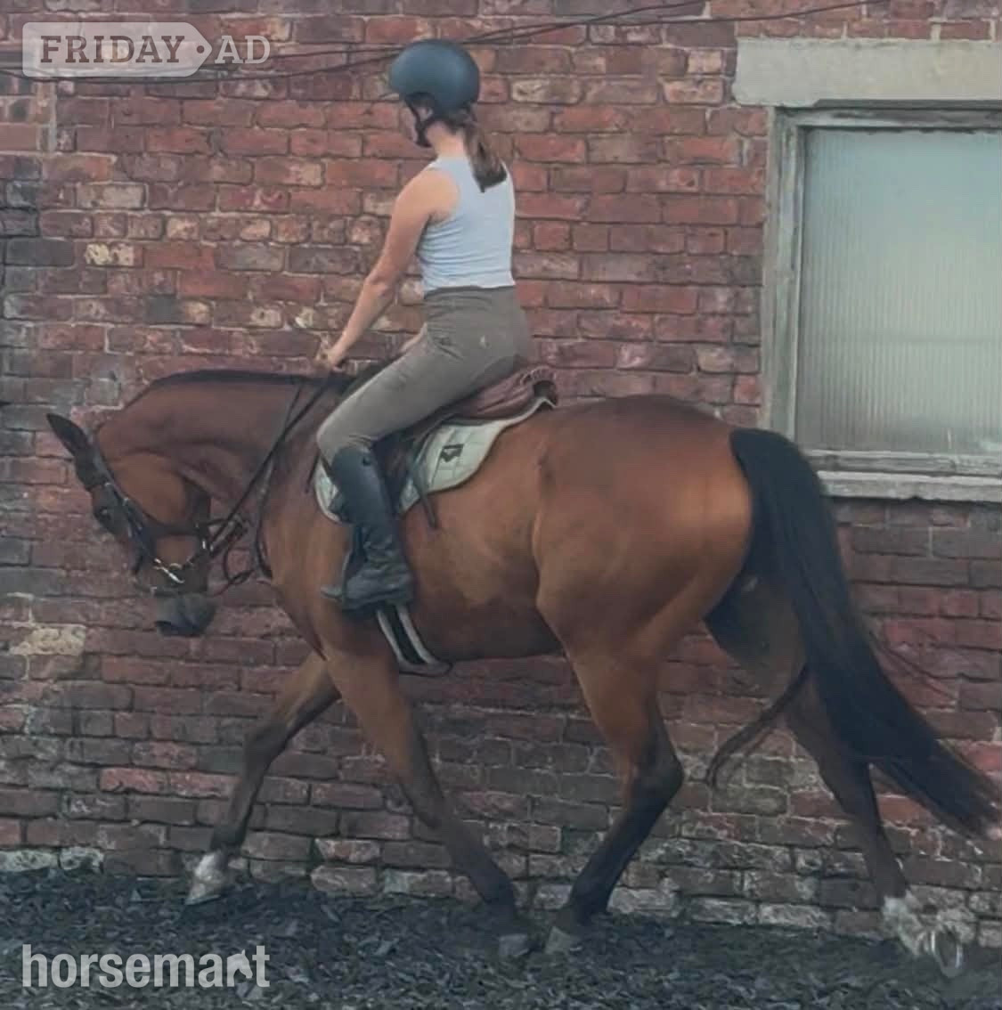 "Prince " Bay Gelding All Rounder - Horses