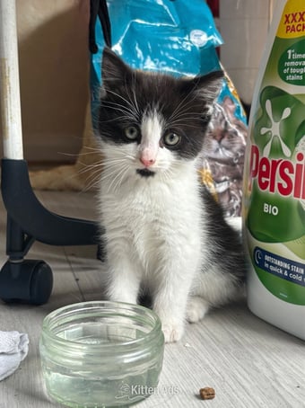 Adorable male kitten for sale