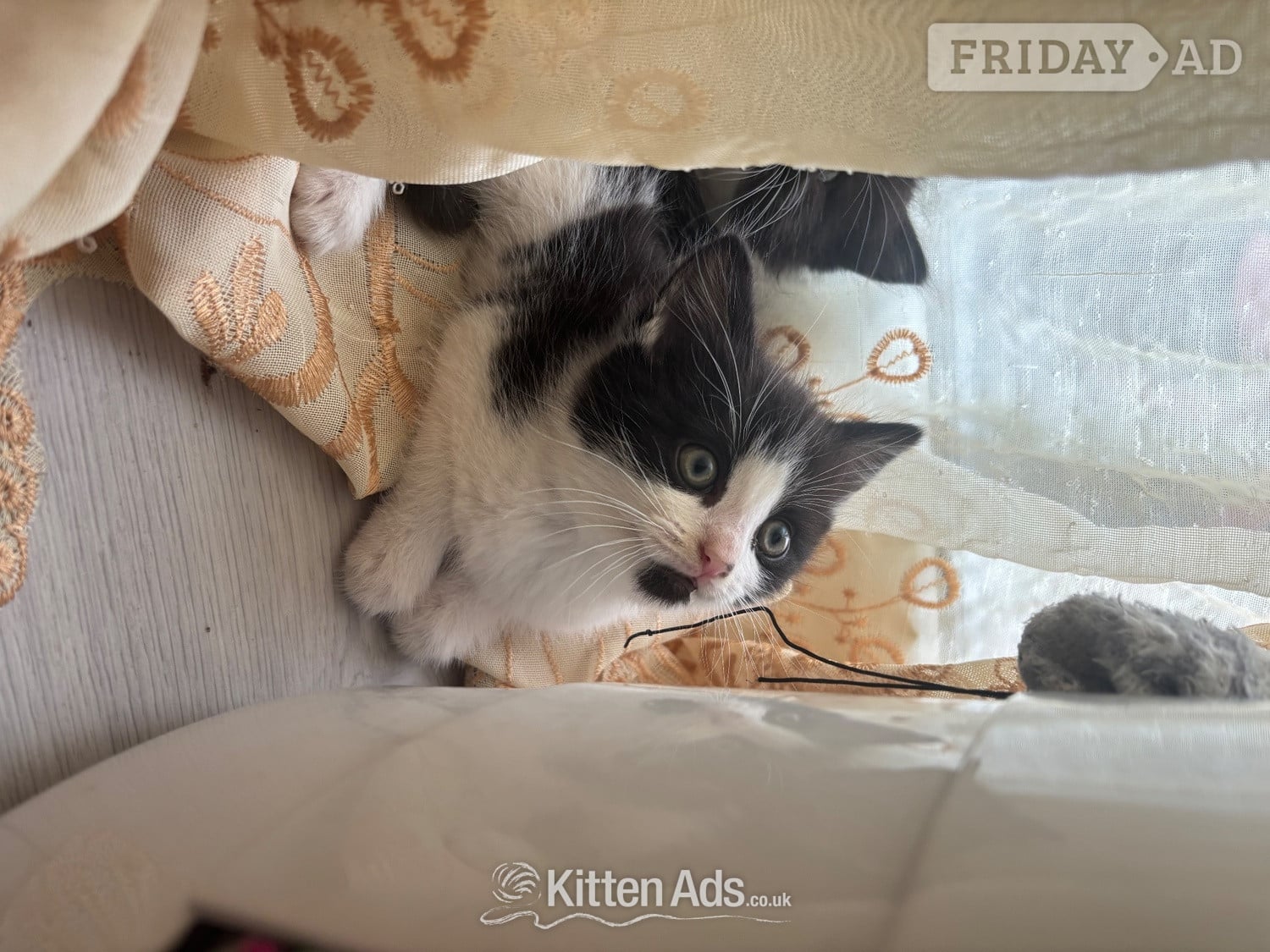 London Adorable male kitten for sale
