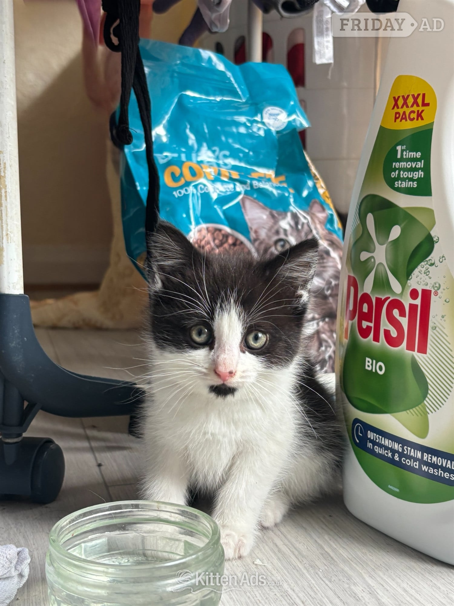 Adorable male kitten for sale