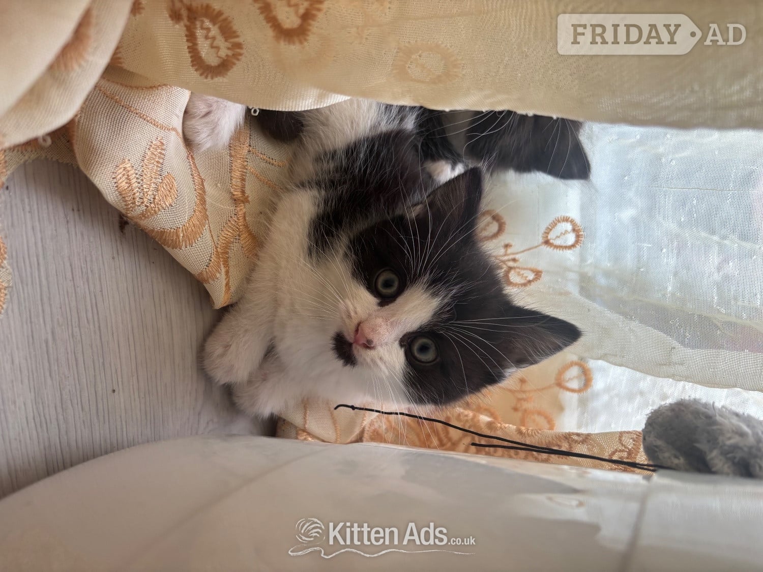 Adorable male kitten for sale - Cats & Kittens in London