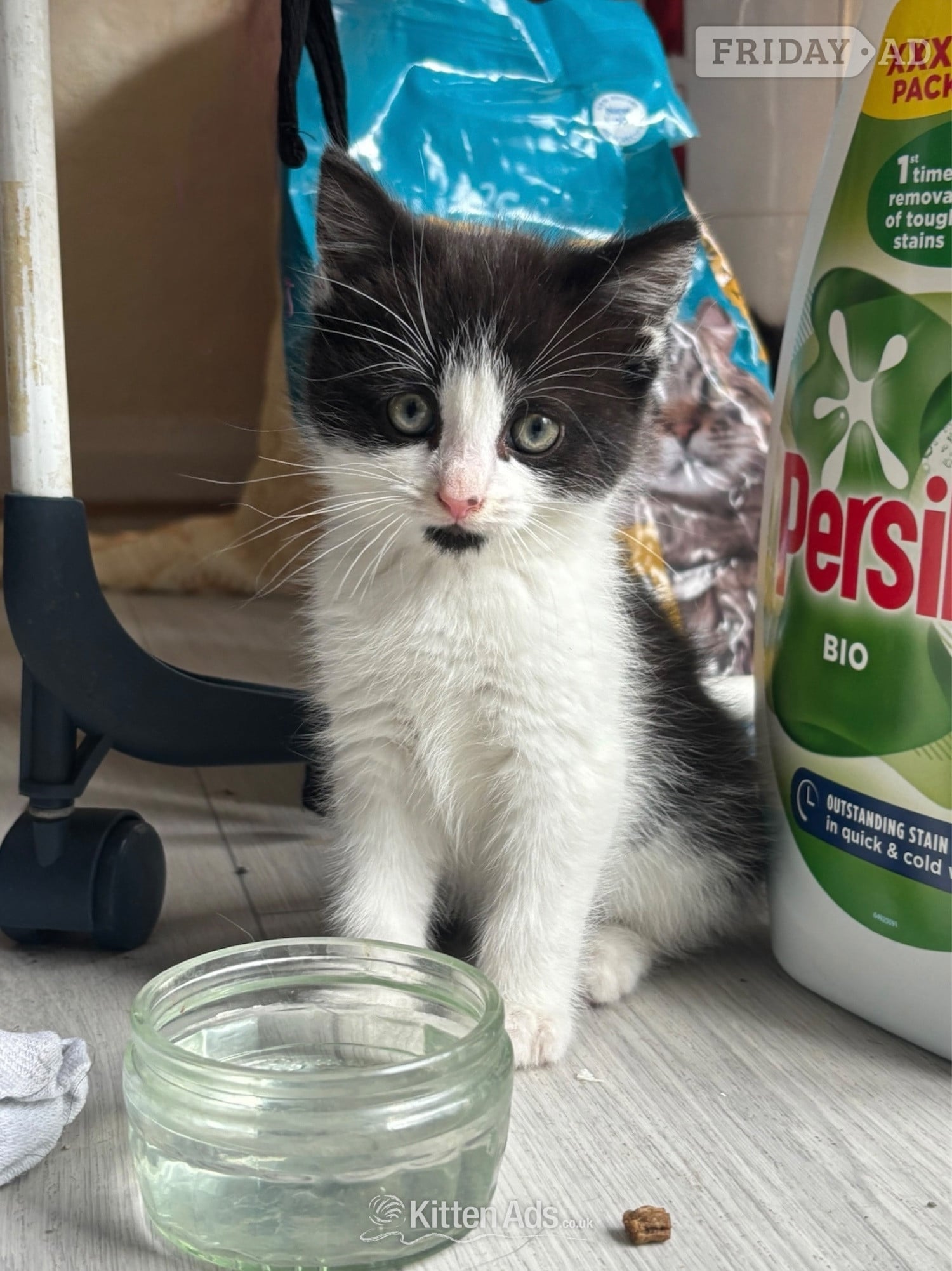 Adorable male kitten for sale in London