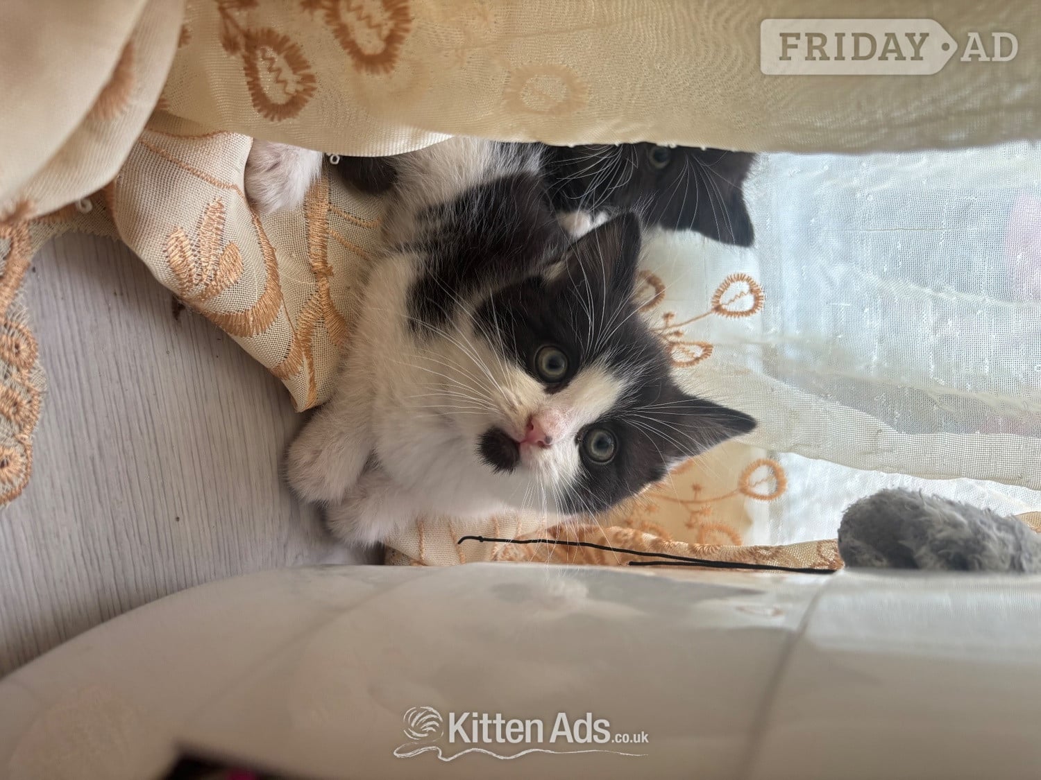 Adorable male kitten for sale - Cats & Kittens