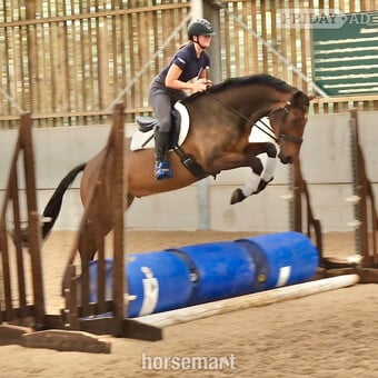 "Albert" Bay Gelding All Rounder