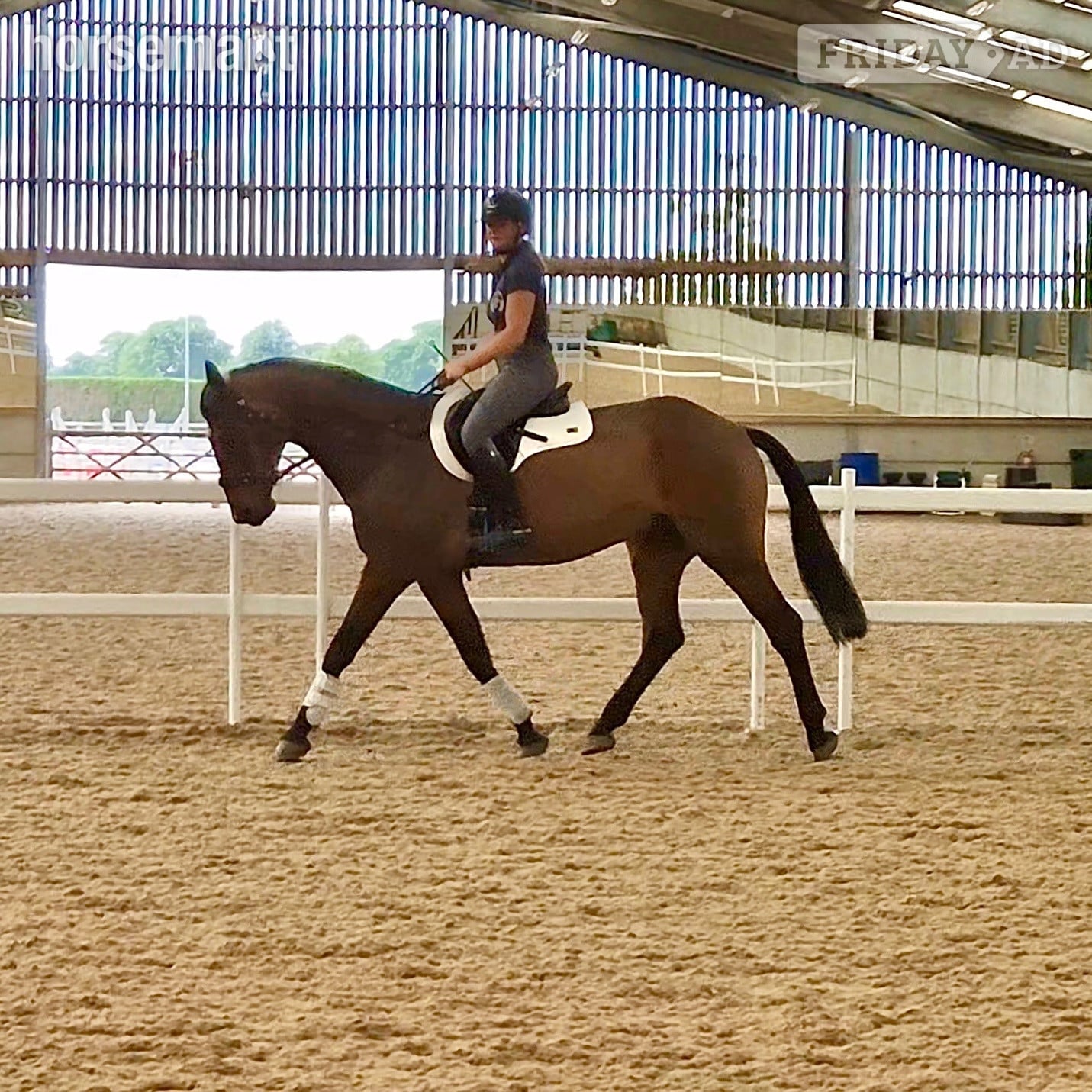 Congleton "Albert" Bay Gelding All Rounder