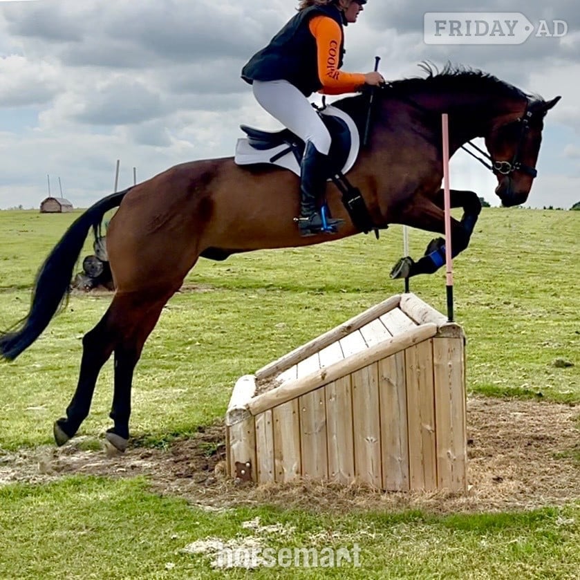 "MD Diamond Z" Bay Gelding All Rounder in Congleton