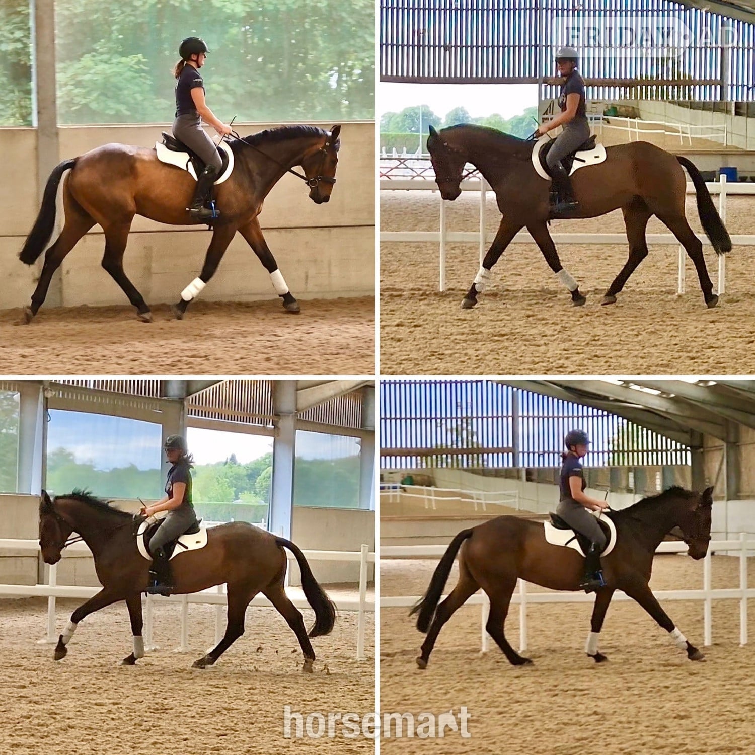 "MD Diamond Z" Bay Gelding All Rounder
