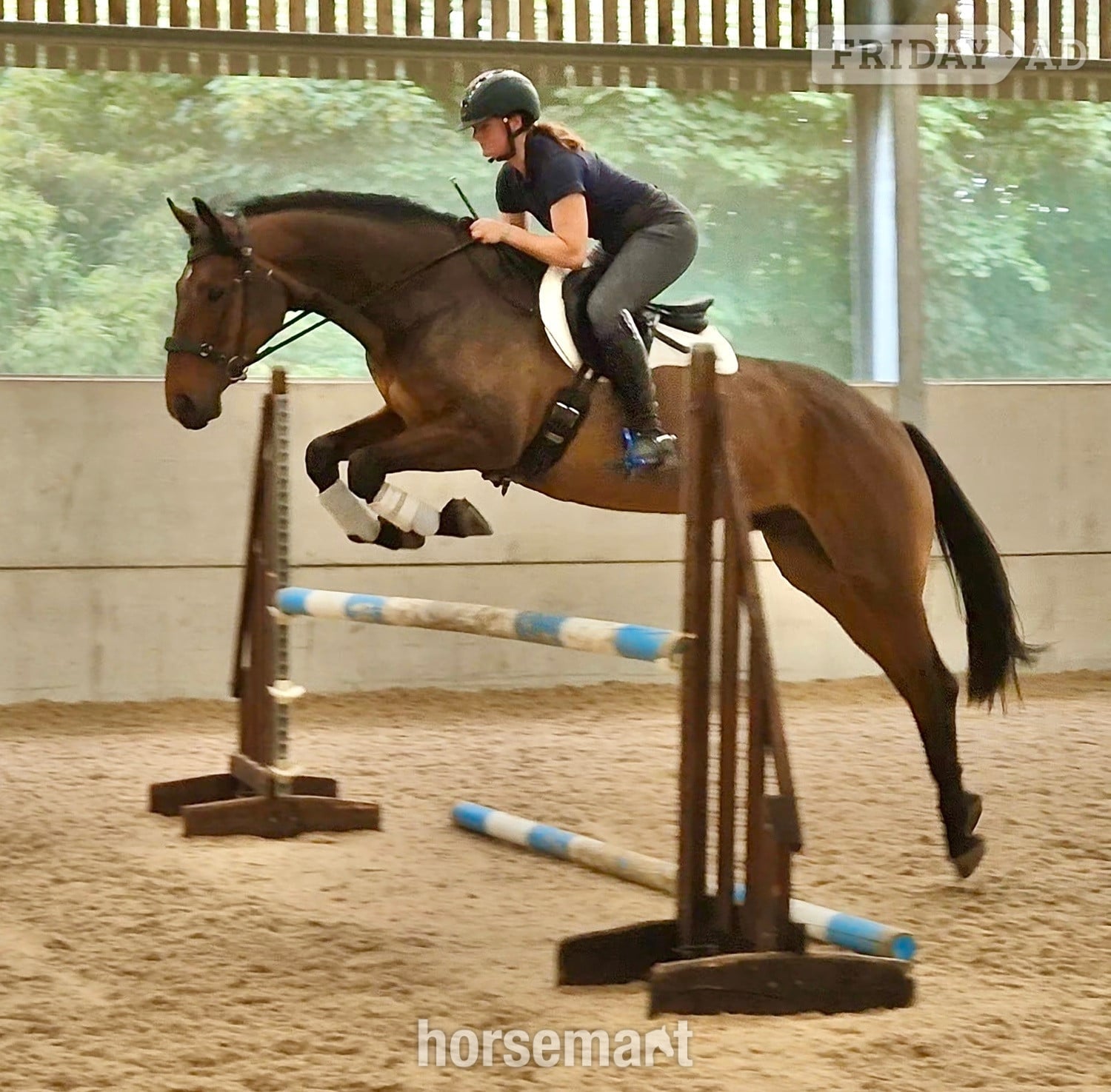 Congleton "MD Diamond Z" Bay Gelding All Rounder