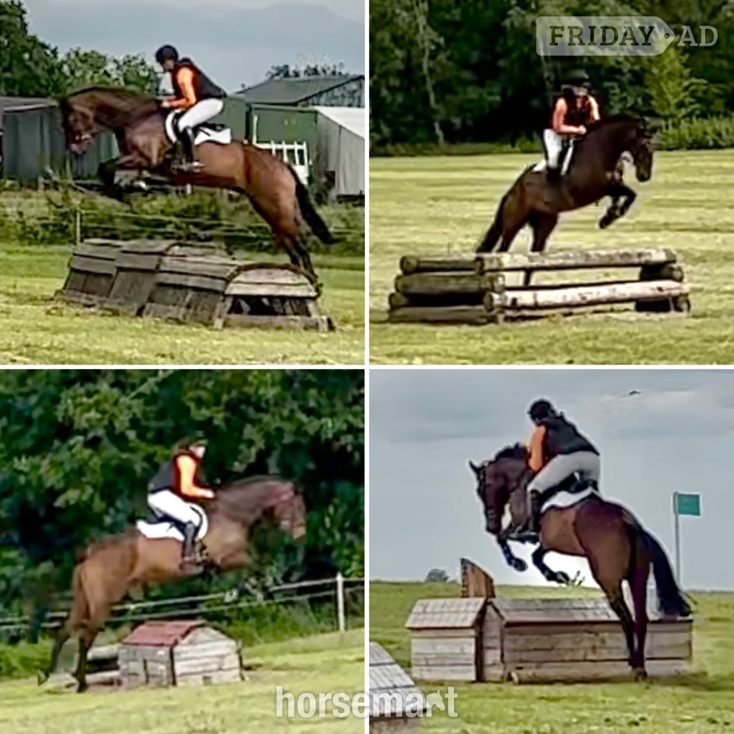 "MD Diamond Z" Bay Gelding All Rounder - Horses in Congleton