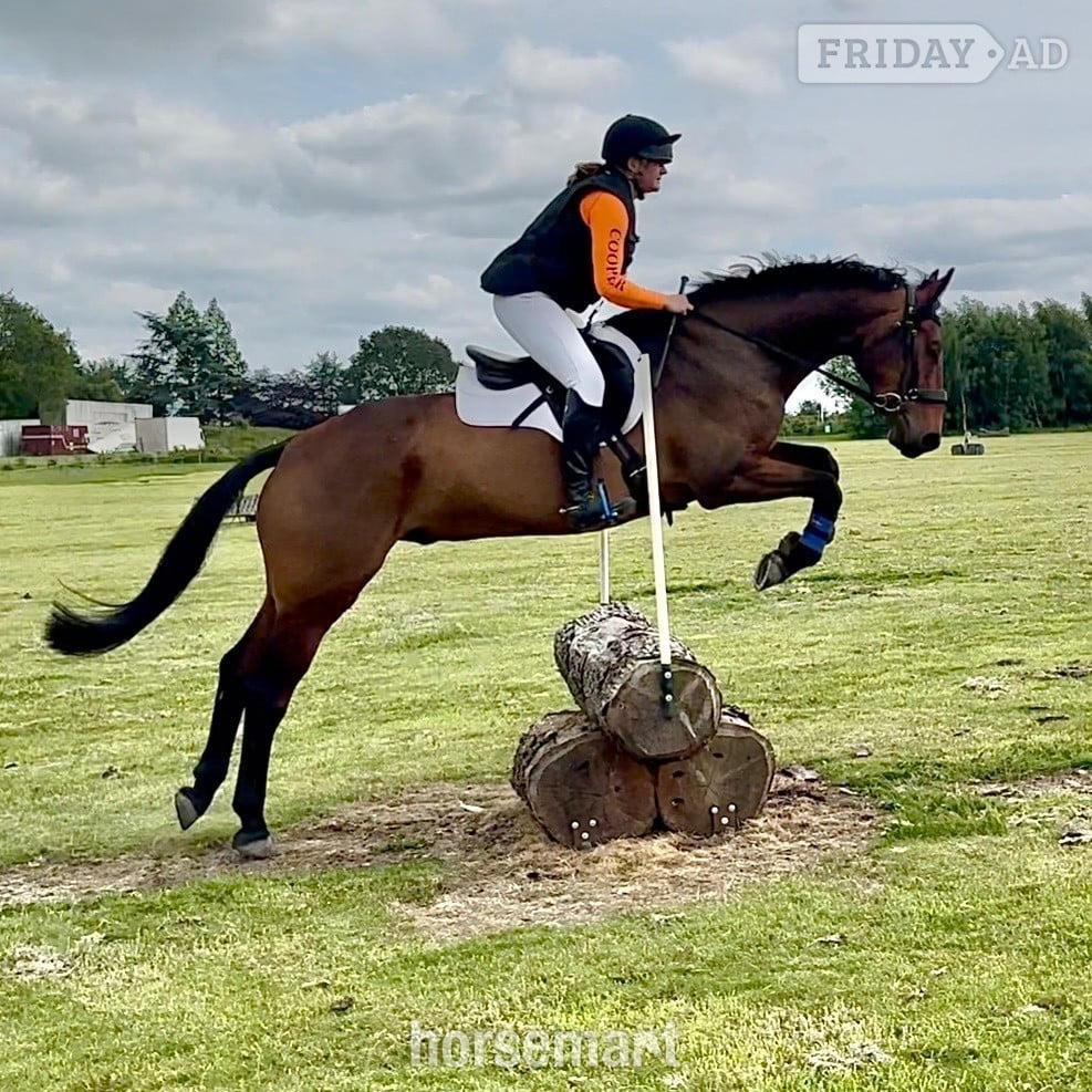 "Albert" Bay Gelding All Rounder