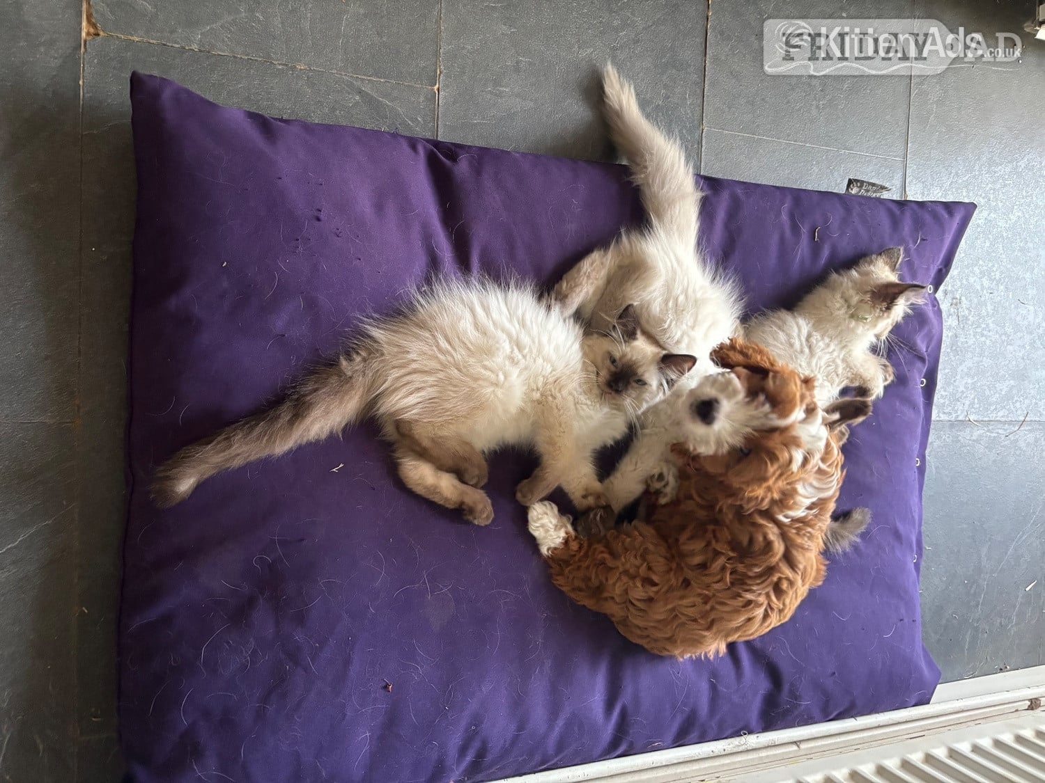 Purebred Ragdoll Boys! Ready Now!  in Welwyn Garden City