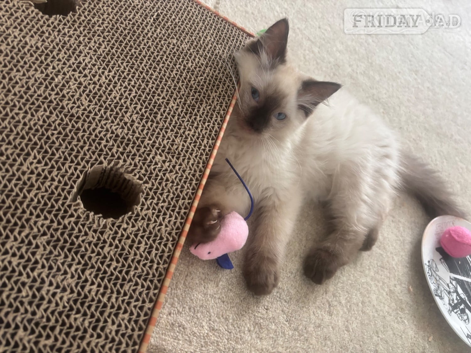 Purebred Ragdoll Boys! Ready Now! 