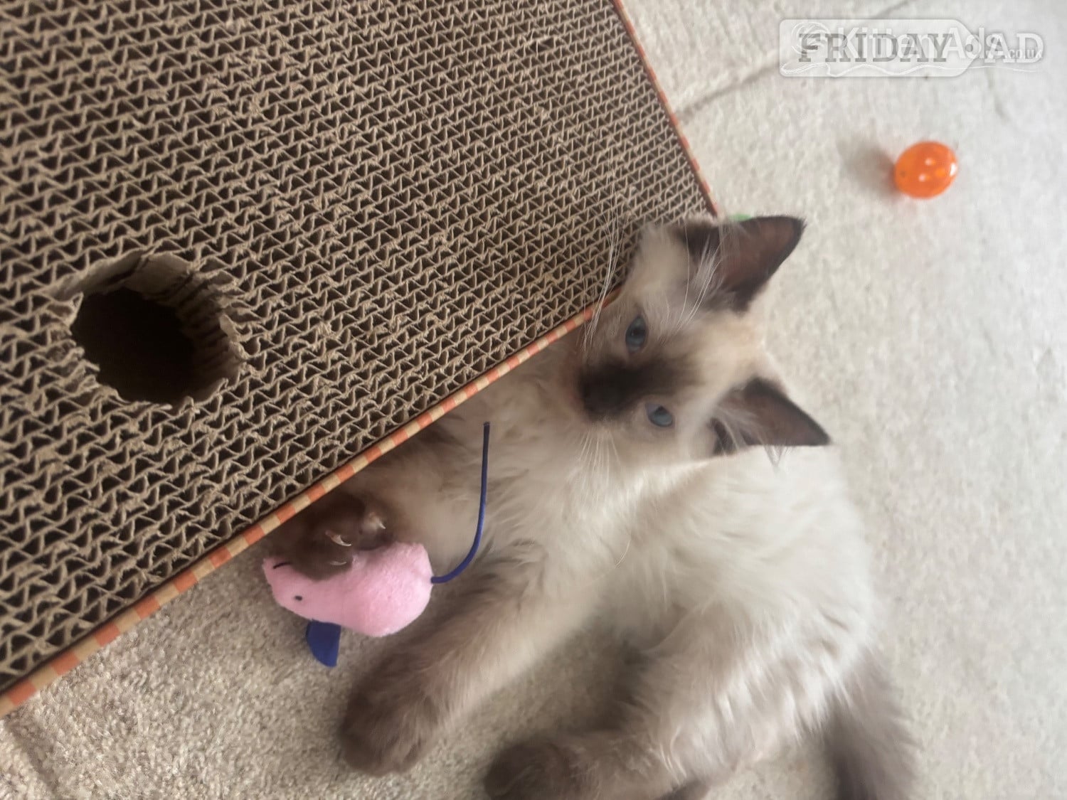 Welwyn Garden City Purebred Ragdoll Boys! Ready Now! 