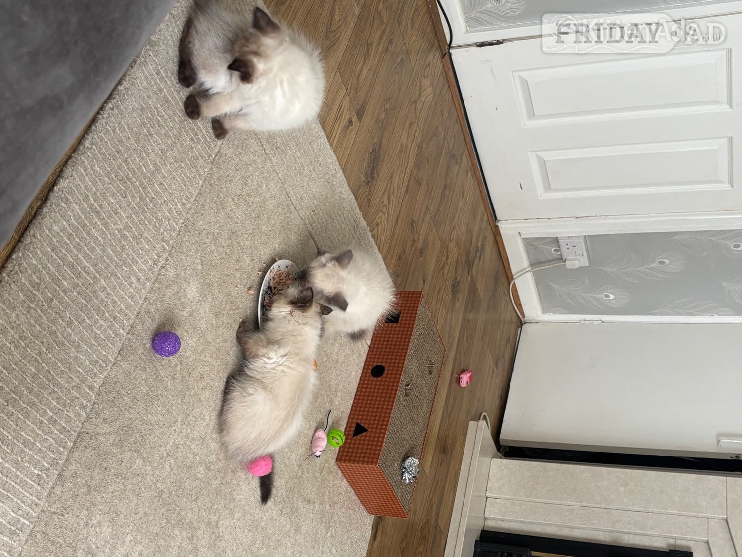 Purebred Ragdoll Boys! Ready Now!  - Cats & Kittens in Welwyn Garden City