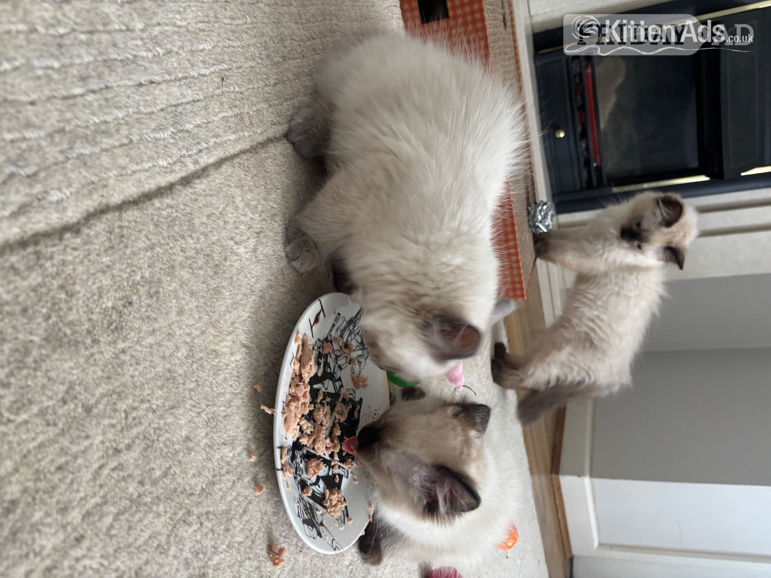 Purebred Ragdoll Boys! Ready Now!  - Cats & Kittens