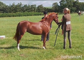 "Fairywood Liwsi " Chestnut Filly Mountain & Moorland Pony