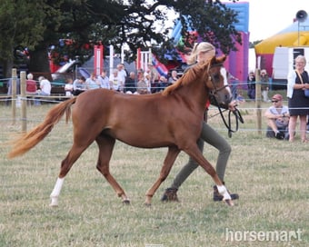 "Fairywood Liwsi " Chestnut Filly Mountain & Moorland Pony