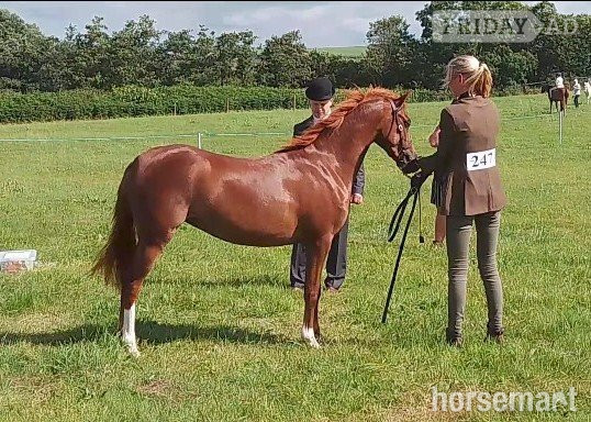 "Fairywood Liwsi " Chestnut Filly Mountain & Moorland Pony in Ambleston