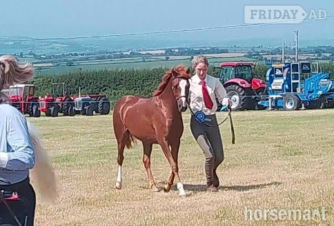 "Fairywood Liwsi " Chestnut Filly Mountain & Moorland Pony