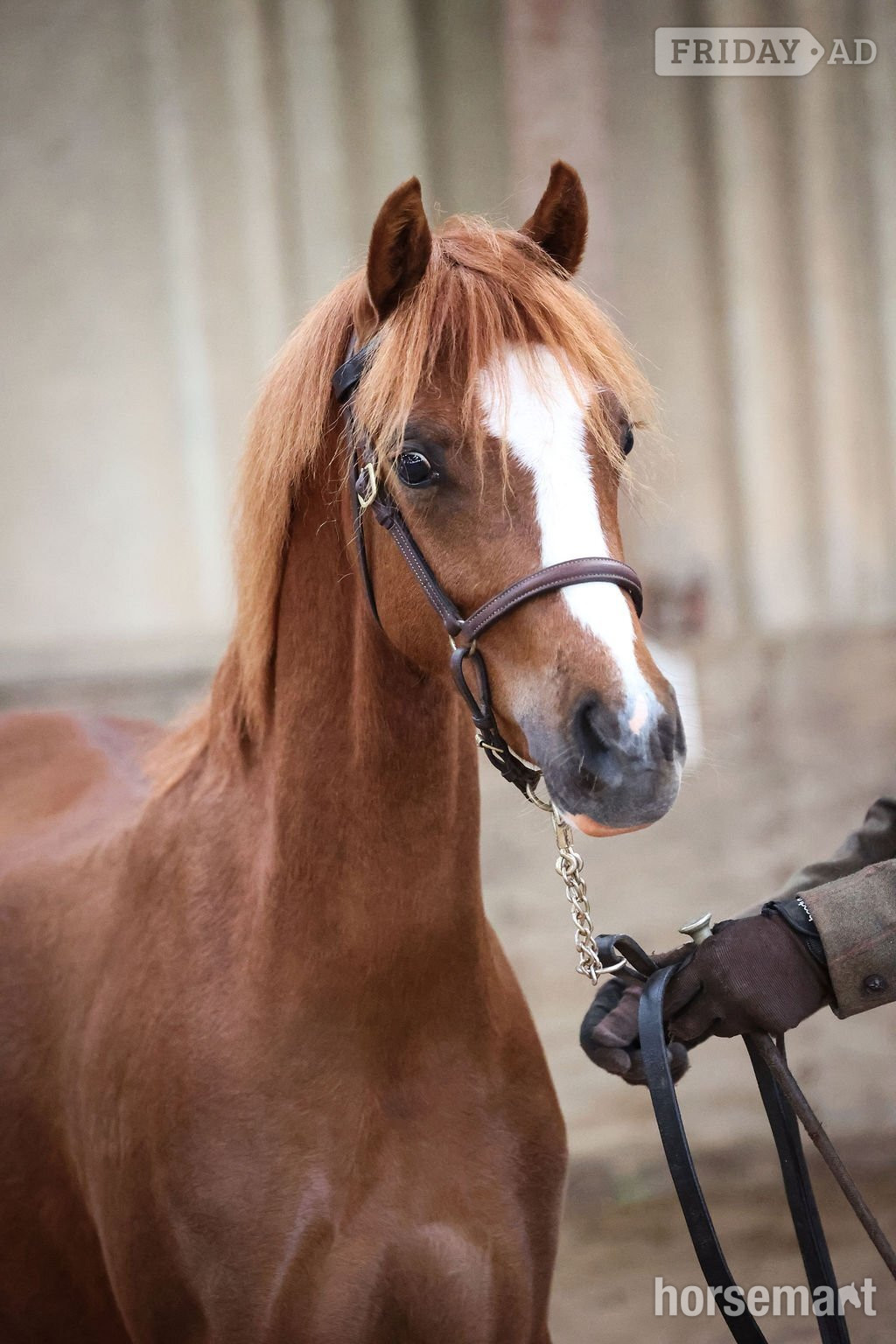 Ambleston "Fairywood Liwsi " Chestnut Filly Mountain & Moorland Pony