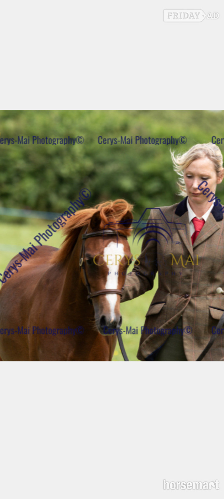 "Fairywood Liwsi " Chestnut Filly Mountain & Moorland Pony - Horses in Ambleston