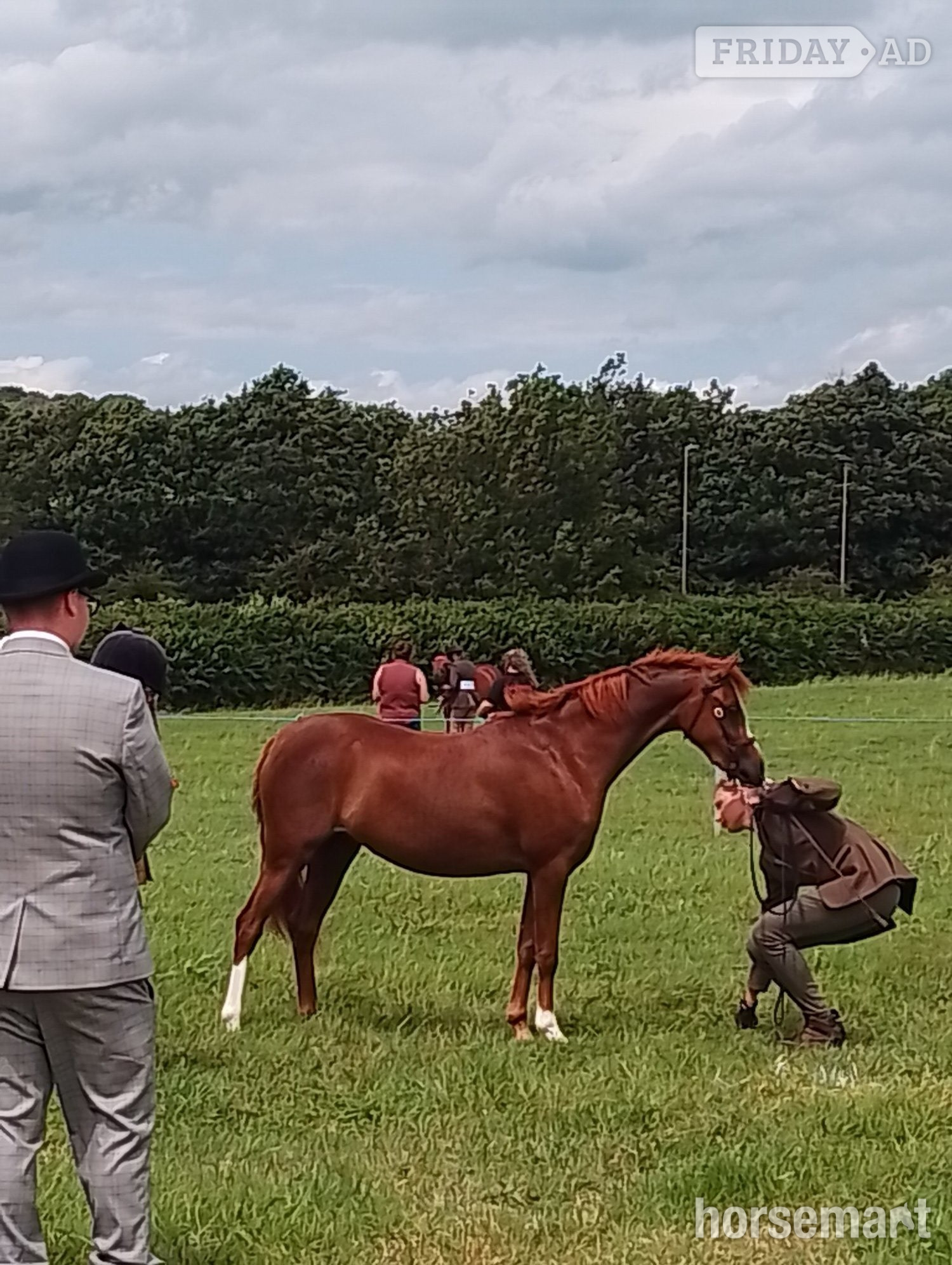 "Fairywood Liwsi " Chestnut Filly Mountain & Moorland Pony - Horses