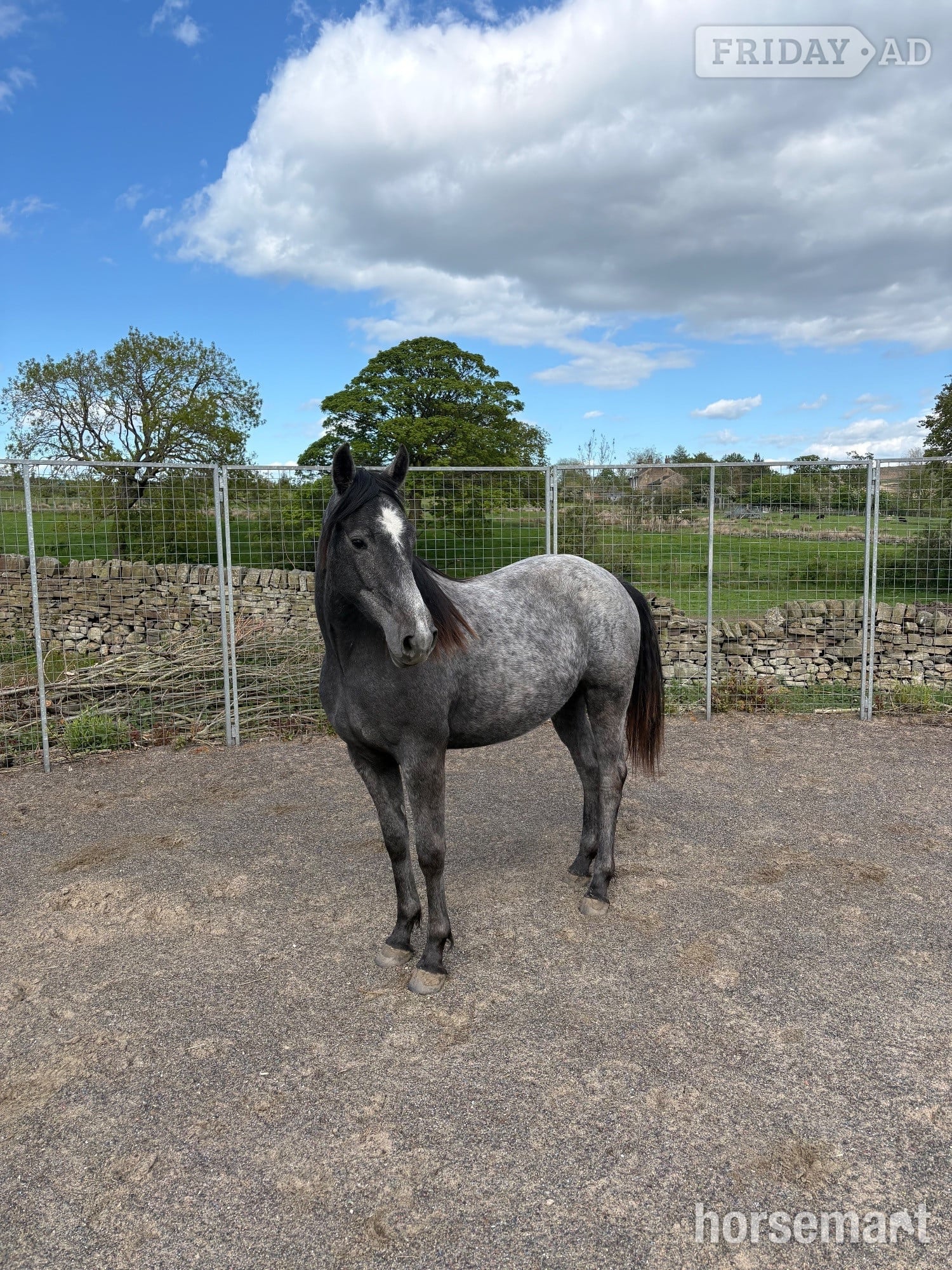 "Willow" Grey Filly Youngstock / Foal in Bingley